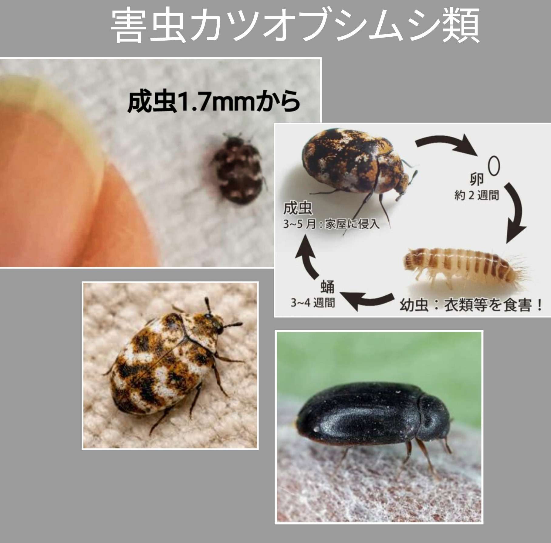 ピアノや服に寄リつく害虫「富士市 ピアノ教室」
