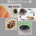 ピアノや服に寄リつく害虫「富士市 ピアノ教室」